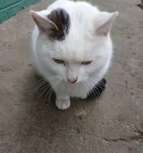 Віддаю котика
