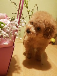 Мальтипу девочка игривая веселуха девочка Мальтипушка maltipoo прелестная