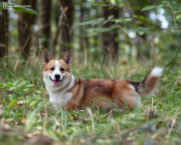 Молодий титулований кобель вельш коргі пемброк