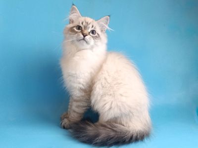 Невський маскарадний хлопчик шукає сім'ю