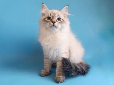 Невський маскарадний хлопчик шукає сім'ю