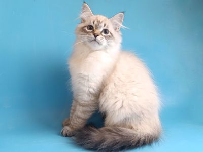 Невський маскарадний хлопчик шукає сім'ю