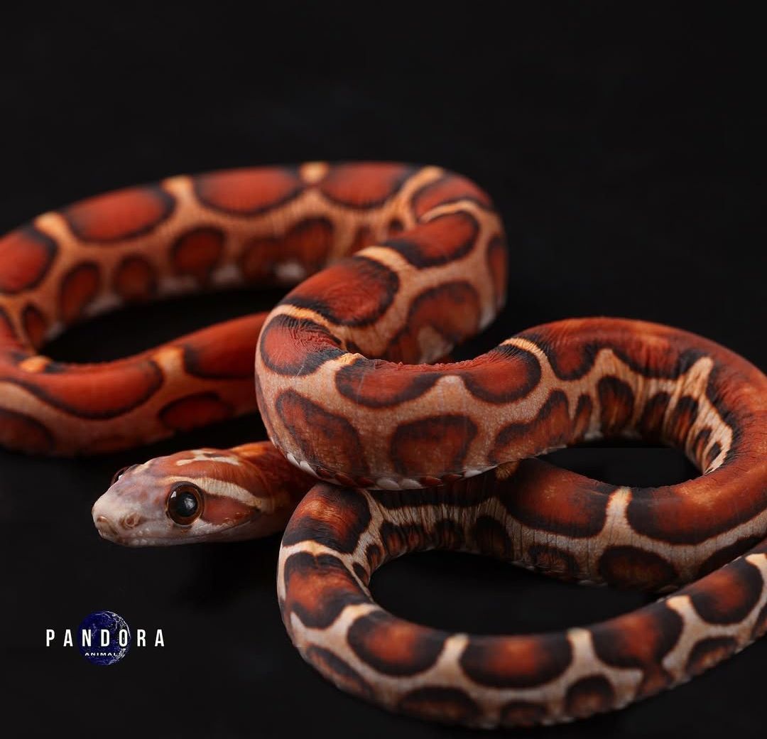 Маїсовий полоз морфа Scaleless