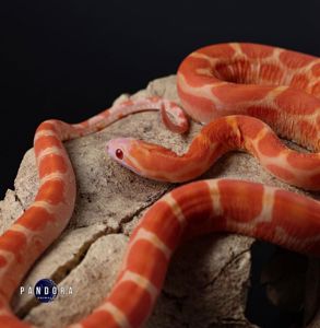 Маїсовий полоз морфа Scaleless