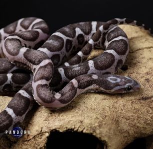 Маїсовий полоз морфа Scaleless