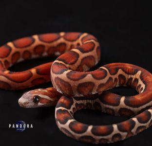 Маїсовий полоз морфа Scaleless