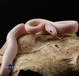 Маїсовий полоз морфа Scaleless