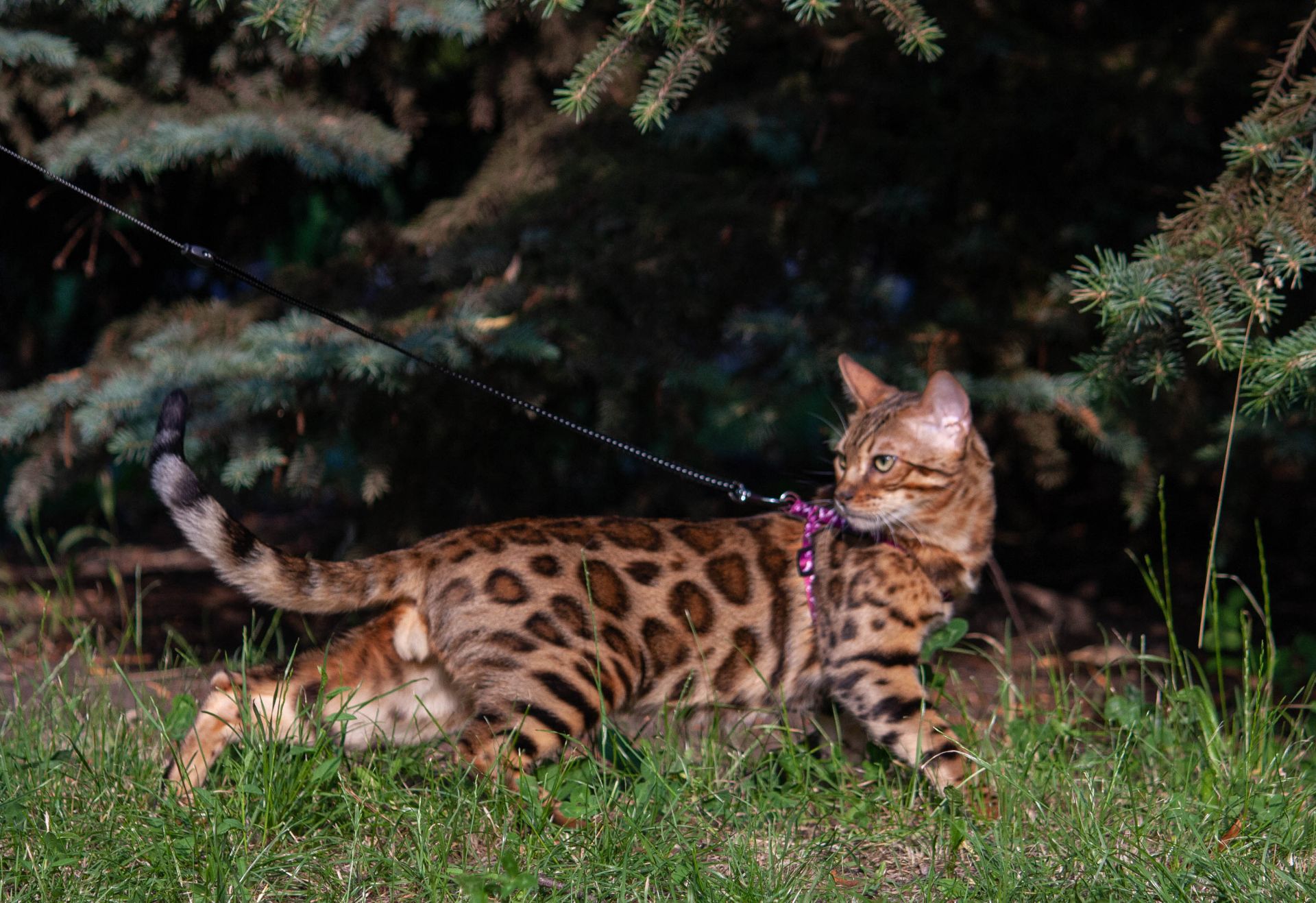 Кошенята бенгальські