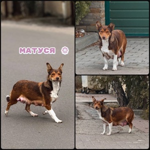 Цуценя