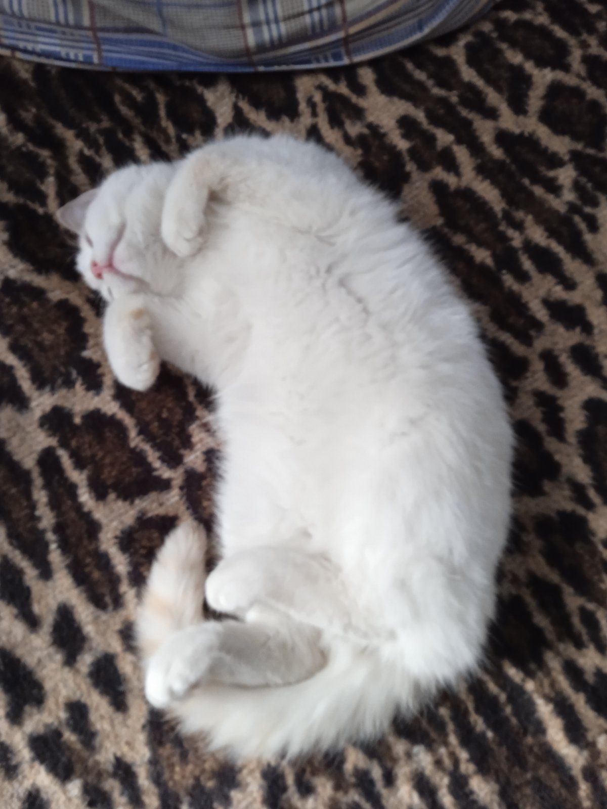 Котик(хлопчик) Безкоштовно в добрі руки.