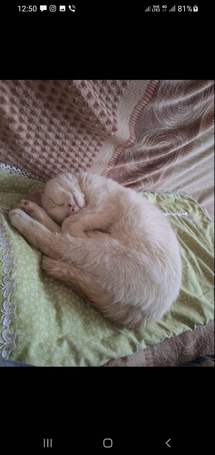 Котик(хлопчик) Безкоштовно в добрі руки.