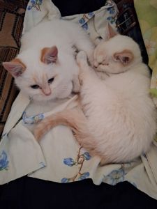 Котик(хлопчик) Безкоштовно в добрі руки.