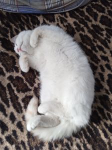 Котик(хлопчик) Безкоштовно в добрі руки.