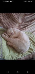 Котик(хлопчик) Безкоштовно в добрі руки.