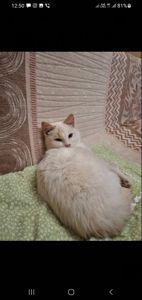 Котик(хлопчик) Безкоштовно в добрі руки.