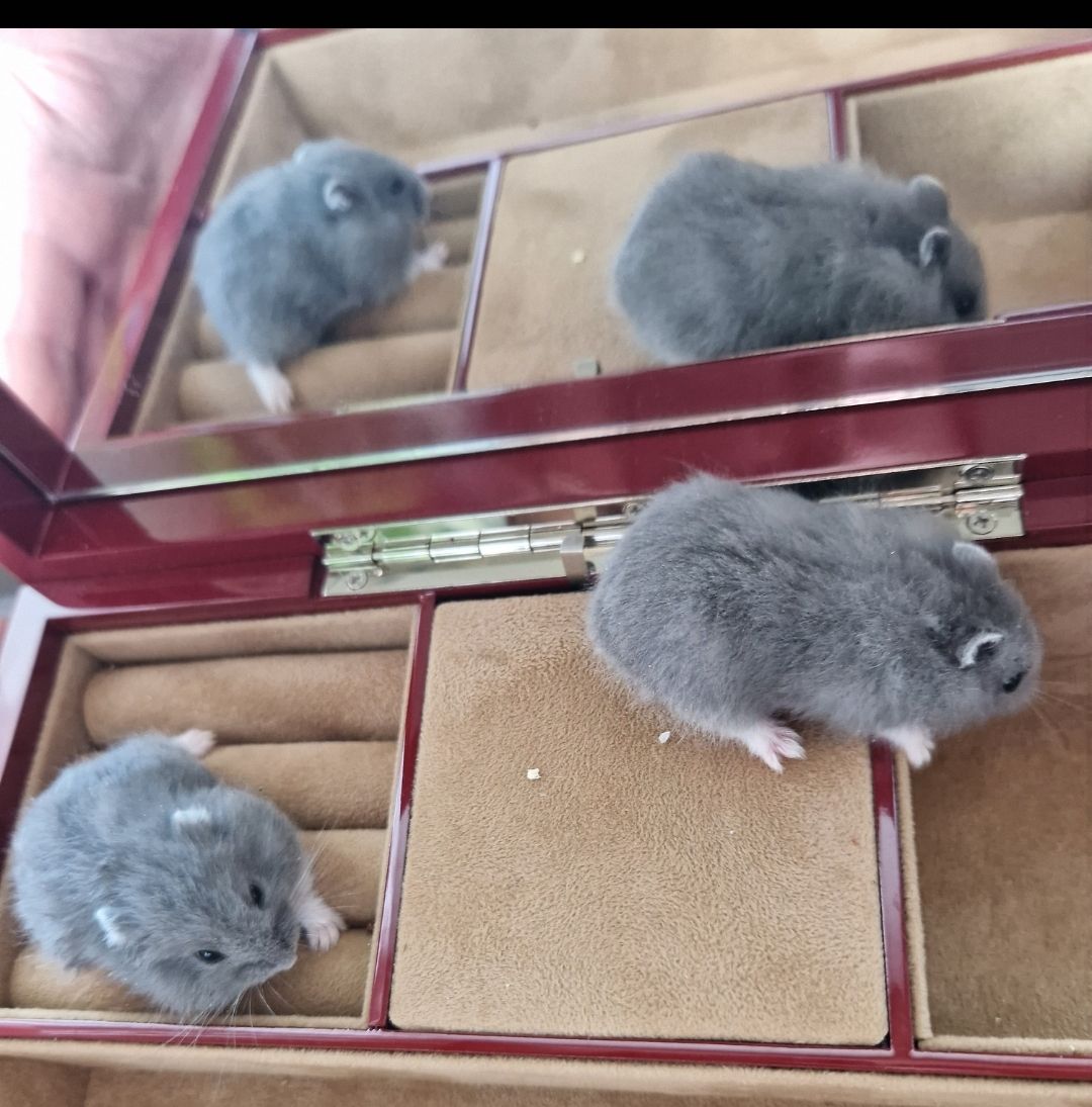 Фенотип Черный Сапфир