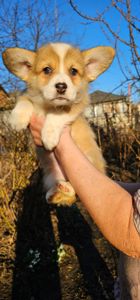 Щенки корги под бронь КСУ