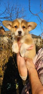 Щенки корги под бронь КСУ