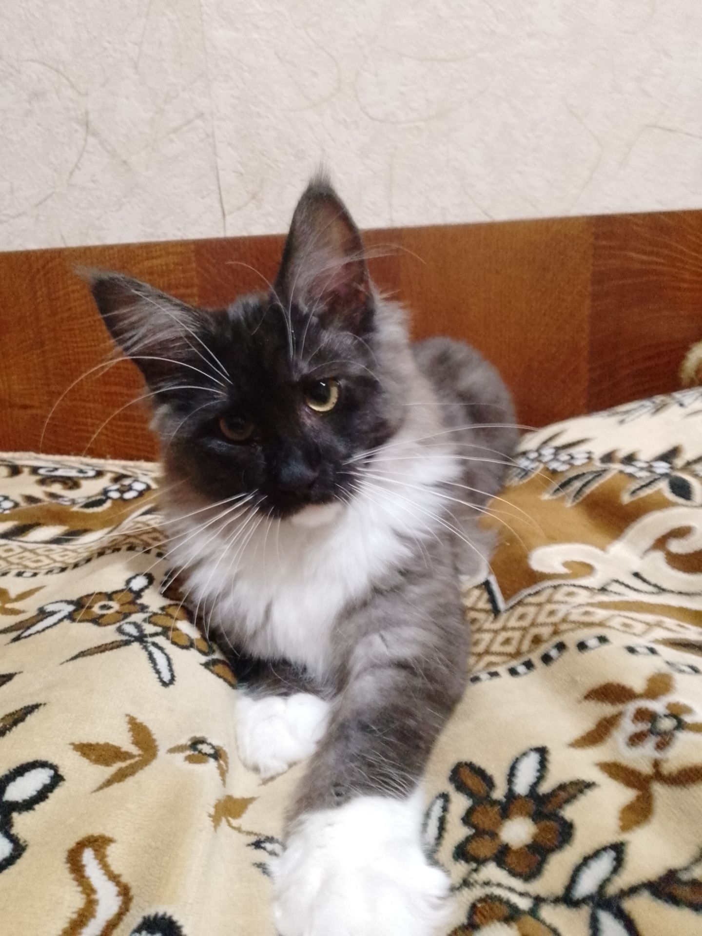 Кошеня мейн кун дівчинка