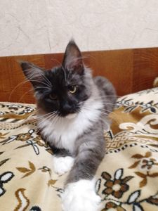 Кошеня мейн кун дівчинка