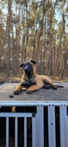 Цуценята Бельгійська вівчарка (маленуа)