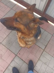Німецька вівчарка. Доросла