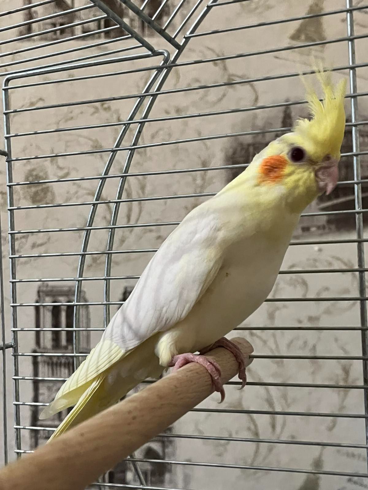 Продам кореллу з кліткою!