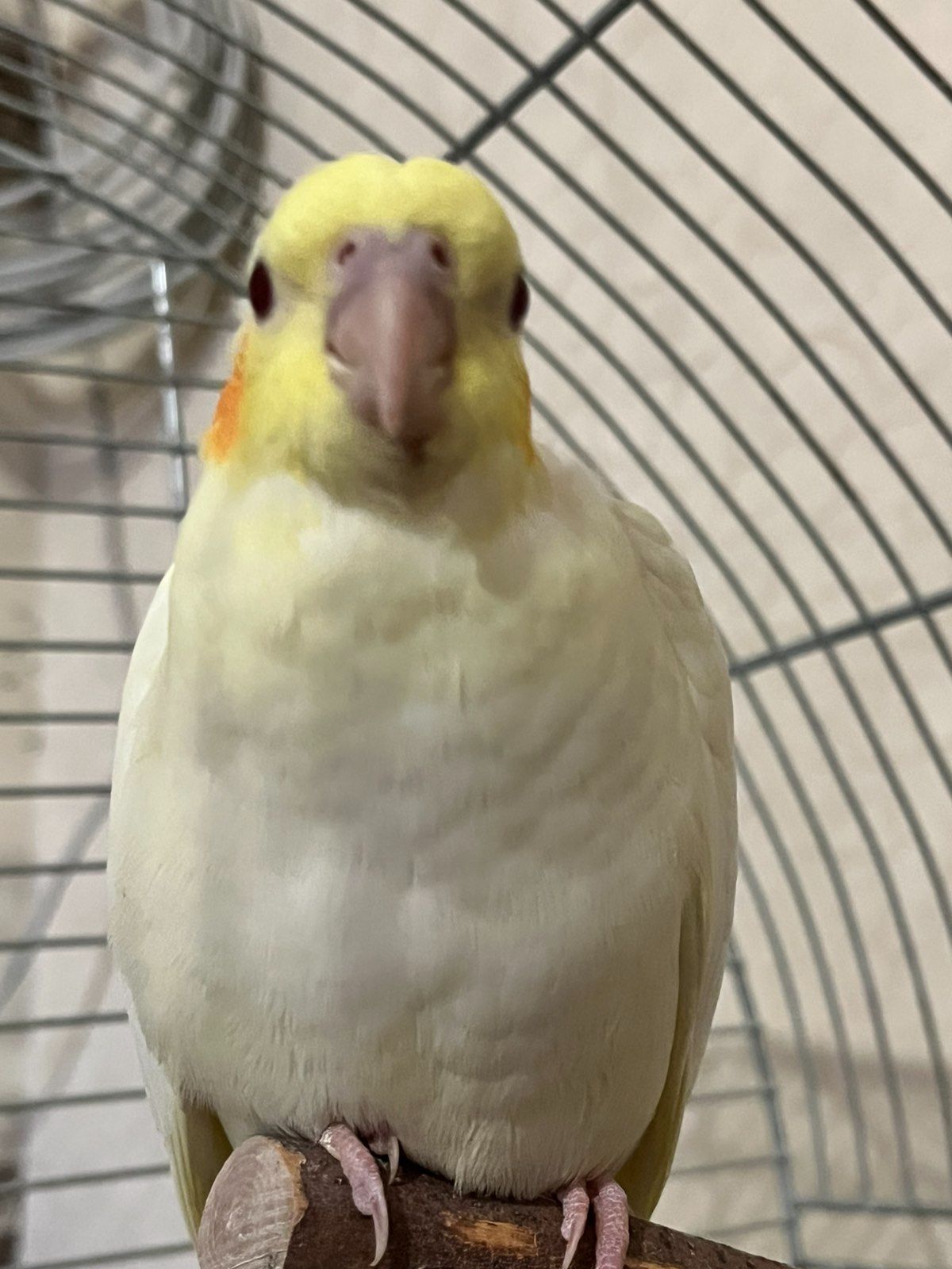 Продам кореллу з кліткою!