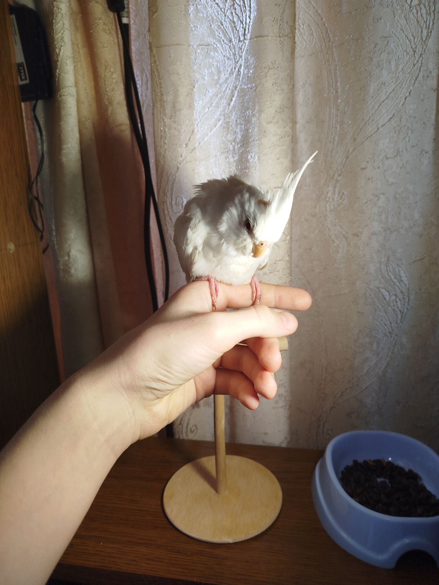 Продам молодого кореллу!
