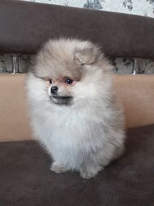 Хлопчик Померанський шпіц