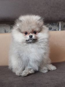 Хлопчик Померанський шпіц