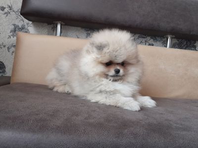 Хлопчик Померанський шпіц