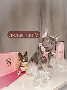 Лилак тан девочка. Высшее качество. Питомник ШелБул. Киев