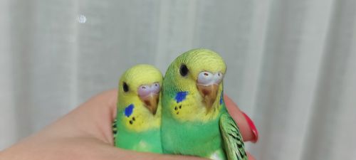 Молодые волнистые попугаи