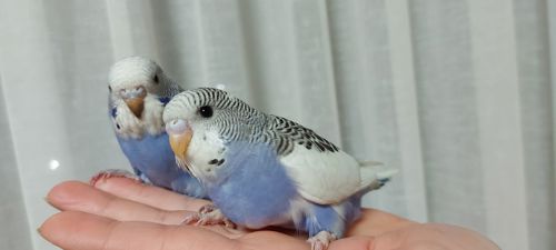 Молодые волнистые попугаи