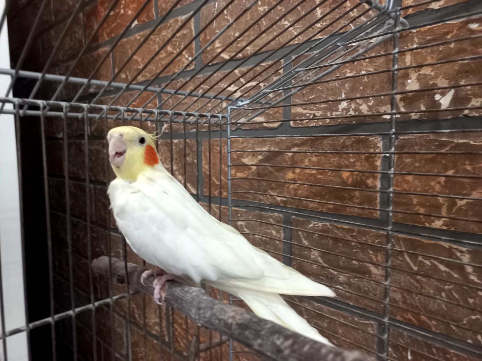 Корелла мальчик Пикачу