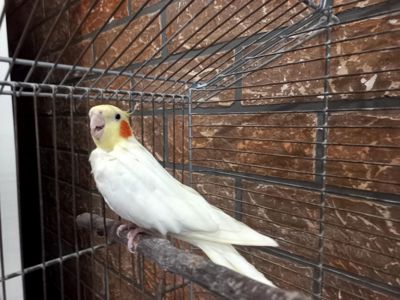 Корелла мальчик Пикачу