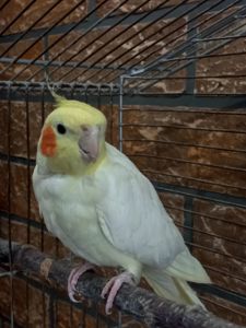 Корелла мальчик Пикачу