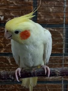 Корелла мальчик Пикачу