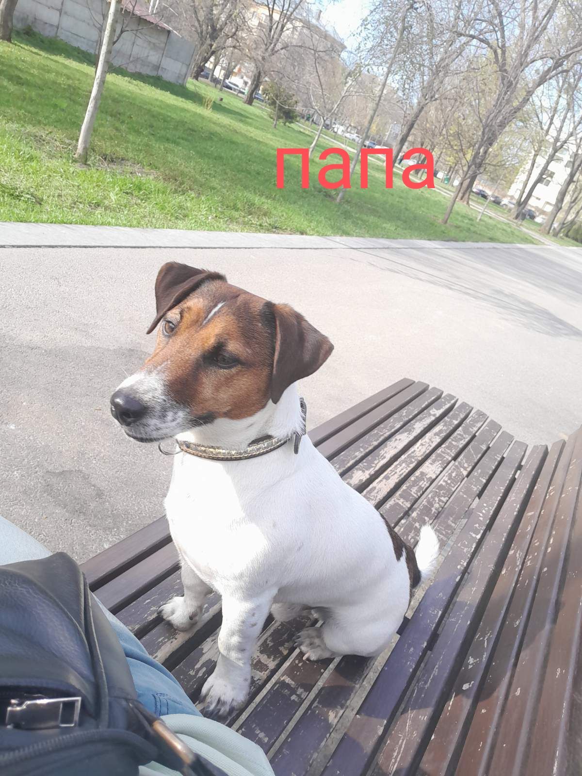 Джек Рассел