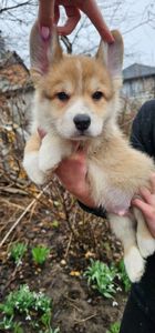 Щенки корги под бронь КСУ