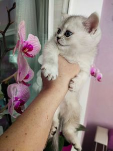 Шотландська прямовушка дівчинка Скоттіш страйки.Срібна шиншилла