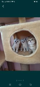 Шотландська прямовушка дівчинка Скоттіш страйки.Срібна шиншилла