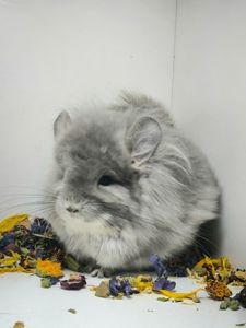 Фіолетова Ангора Носій сапфіру