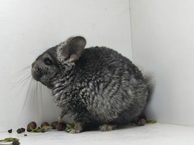 Шиншила Рекс носій Ангори