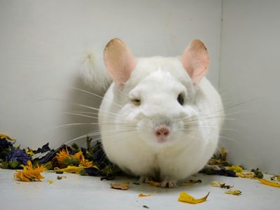 Білий шикарний хлопчик шиншила