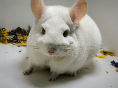 Білий шикарний хлопчик шиншила