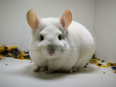 Білий шикарний хлопчик шиншила