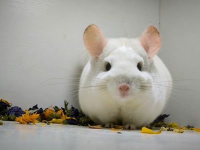 Білий шикарний хлопчик шиншила