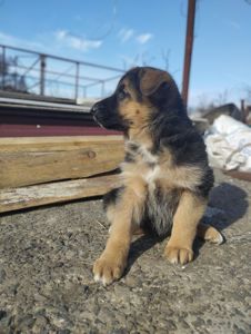 Цуценята німецької вівчарки